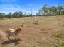 Cattle Grazing 379 Acres in 2 Titles